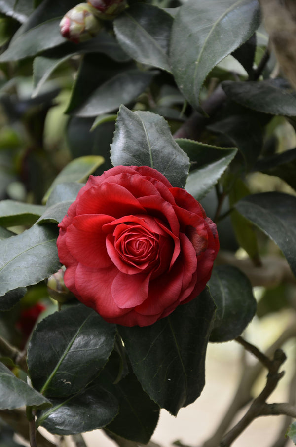 Spring Renewal Simmer Blend