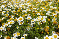 Chamomile + Citrus Room + Linen Spray