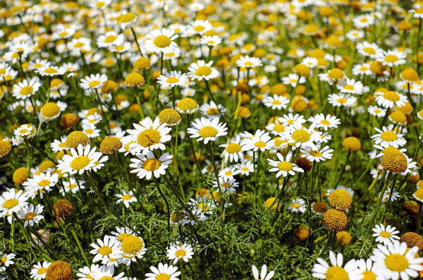 Chamomile + Citrus Room + Linen Spray