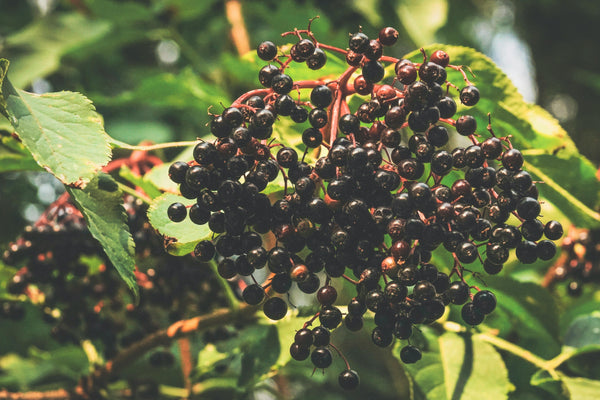 Elderberry + Echinacea Root Tincture | General Wellness Support