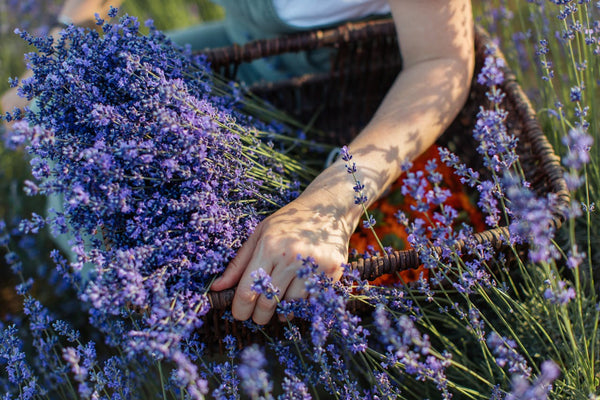 Lavender Fields Body + Massage Oil