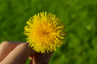 Dandy Ease Salve