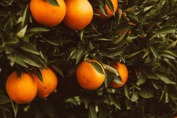 Sweet Orange + Clove Lip Balm